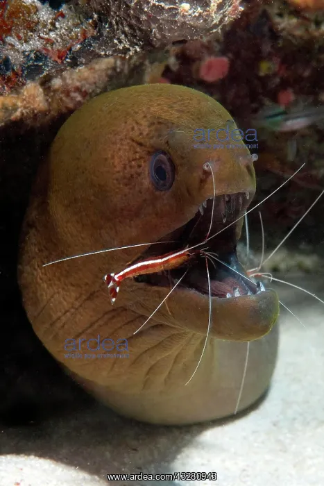 : Giant Moray moray (Gymnothorax javanicus) and white-band : Giant Moray moray (Gymnothorax javanicus) and white-band