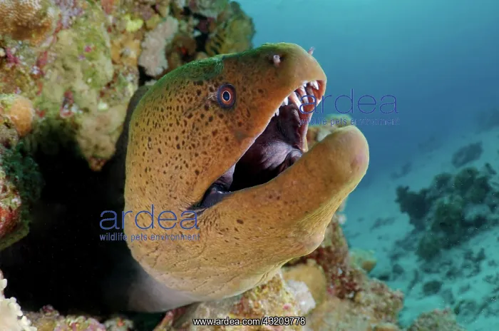 : Giant moray, Red Sea, Egypt, Africa : Giant moray, Red Sea, Egypt, Africa