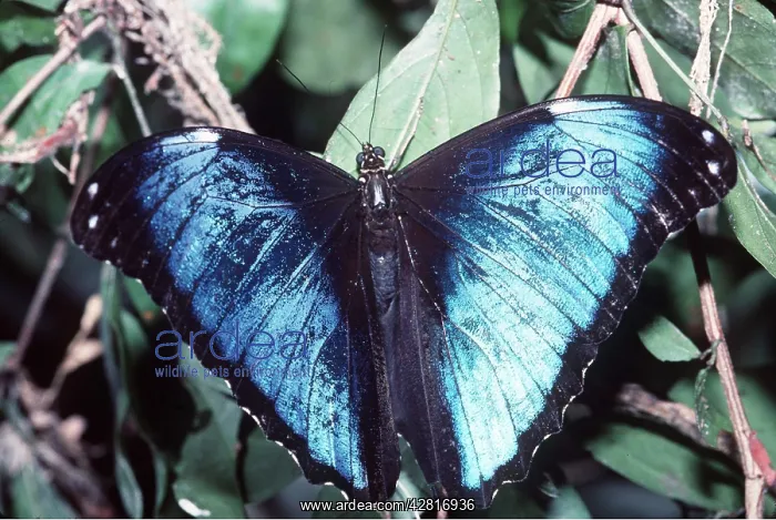 : GIANT MORPHO BUTTERFLY : GIANT MORPHO BUTTERFLY