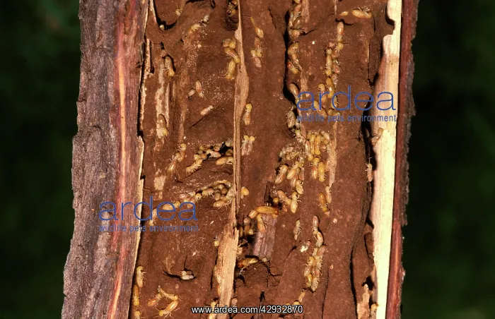 : Giant northern termite - in exposed feeding gallery : Giant northern termite - in exposed feeding gallery