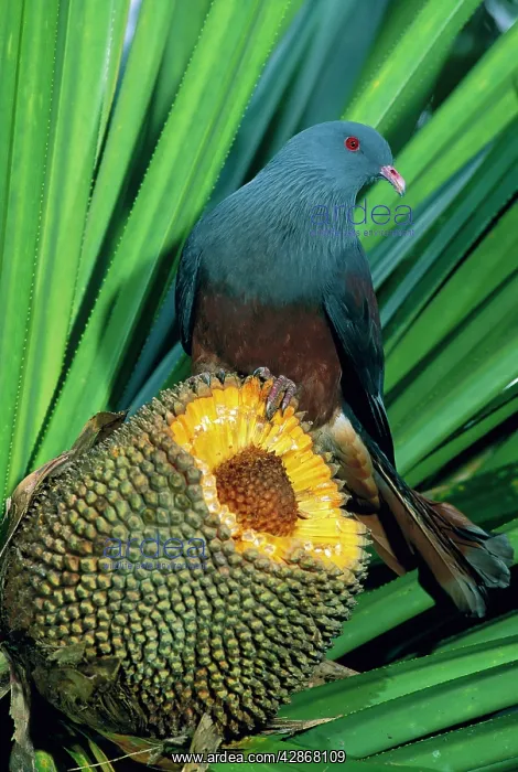 : Giant / Notu Pigeon - feeding on Pandanus fruit : Giant / Notu Pigeon - feeding on Pandanus fruit