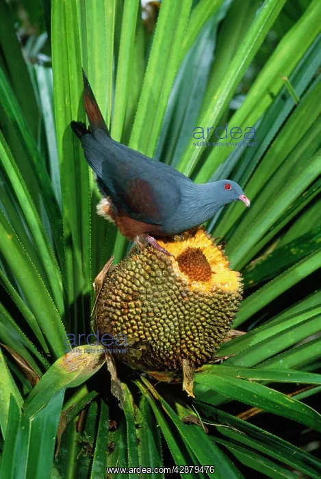: Giant / Notu Pigeon - feeding on Pandanus fruit : Giant / Notu Pigeon - feeding on Pandanus fruit