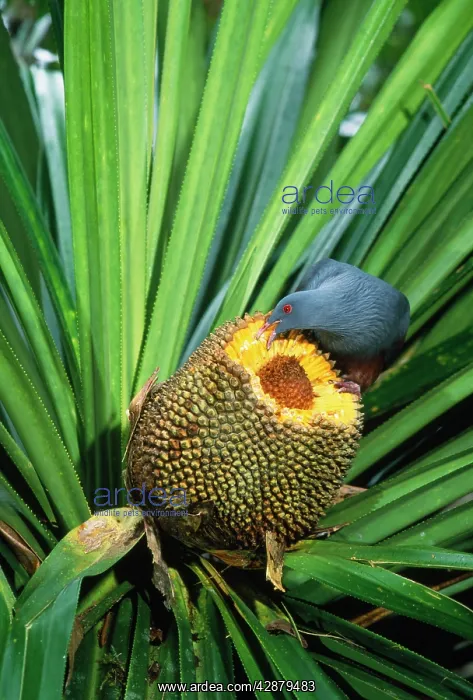 : Giant / Notu Pigeon - feeding on Pandanus fruit : Giant / Notu Pigeon - feeding on Pandanus fruit