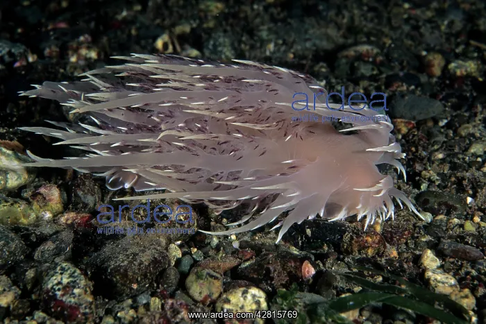 : Giant nudibranch Dendronotus iris Vancouver Island British C : Giant nudibranch Dendronotus iris Vancouver Island British C