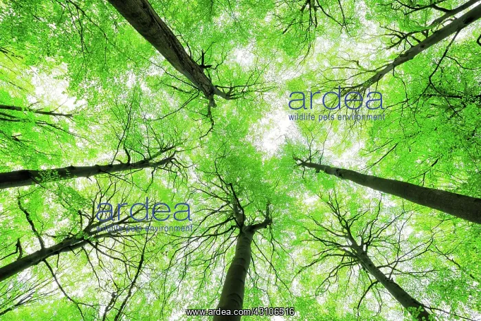 : Giant old beeches, natural beech forest, forest : Giant old beeches, natural beech forest, forest