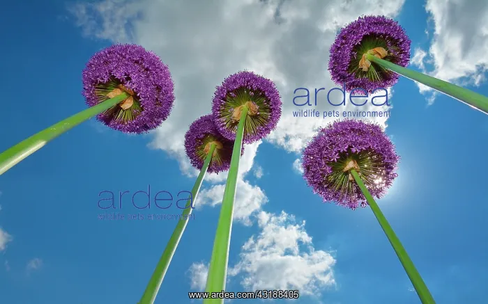 : Giant Onion (Allium giganteum) in bloom, France : Giant Onion (Allium giganteum) in bloom, France