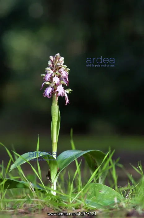  : Giant Orchid