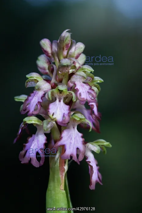 : Giant Orchid : Giant Orchid