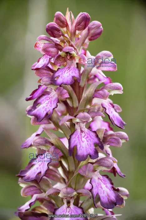 : Giant orchid - in flower : Giant orchid - in flower