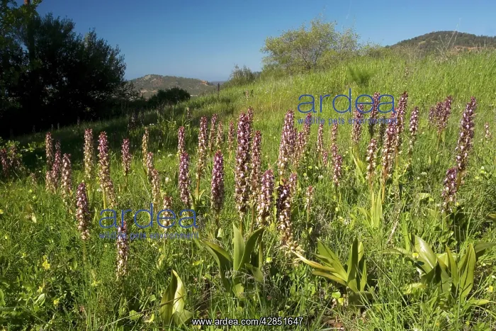  : Giant orchid - in flower