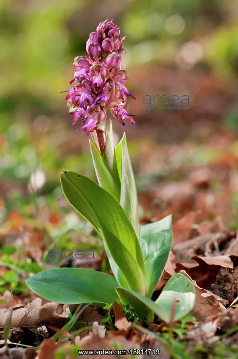  : Giant Orchid in its natural environment