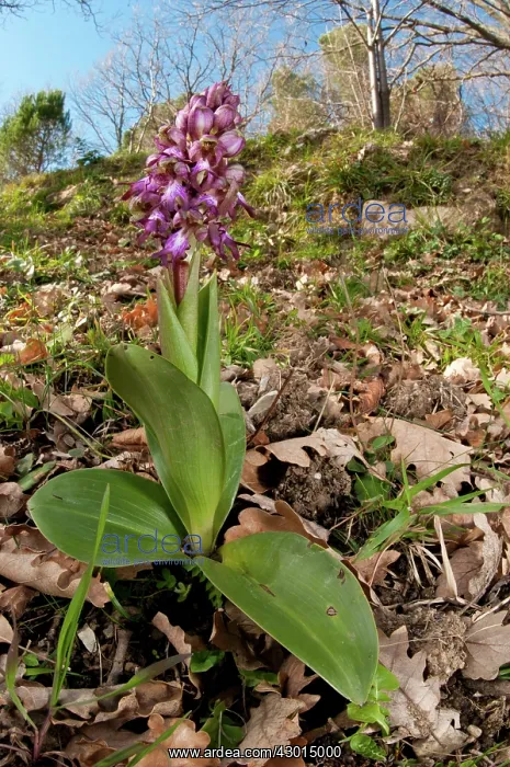  : Giant Orchid in its natural environment