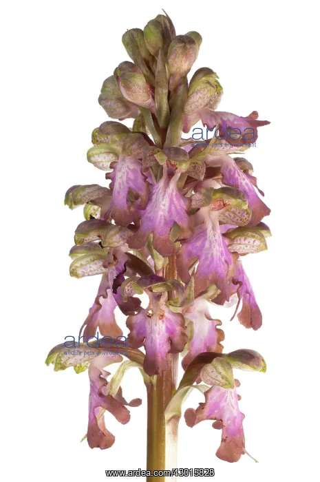 : Giant Orchid on white background : Giant Orchid on white background