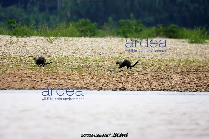  : Giant Otter