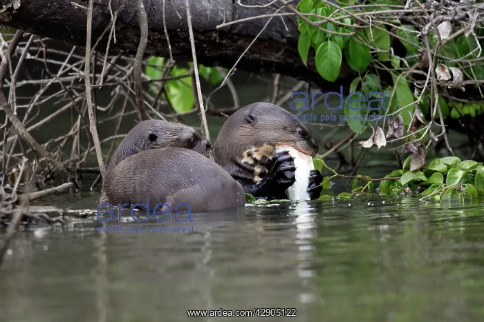 : Giant Otter : Giant Otter