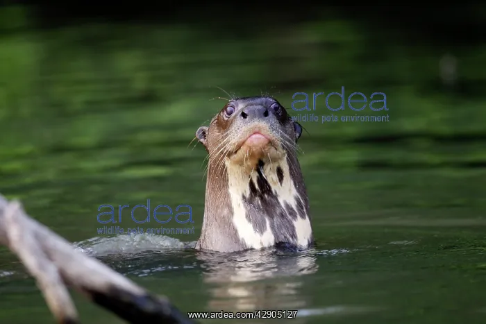 : Giant Otter : Giant Otter