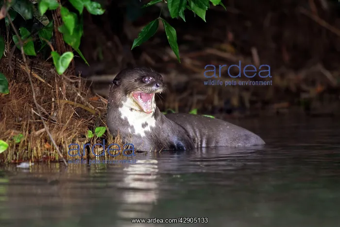 : Giant Otter : Giant Otter