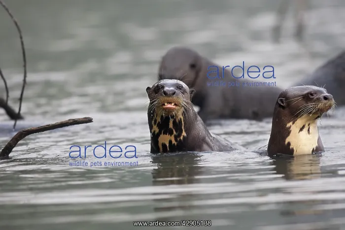 : Giant Otter : Giant Otter