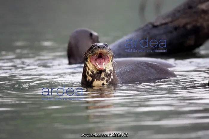 : Giant Otter : Giant Otter