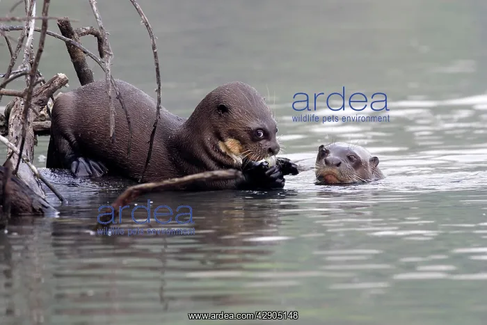 : Giant Otter : Giant Otter