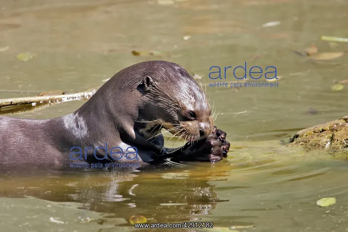  : Giant Otter