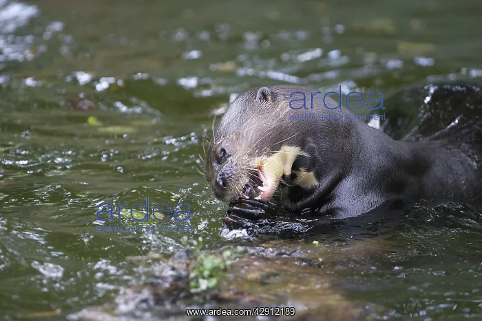 : Giant Otter : Giant Otter