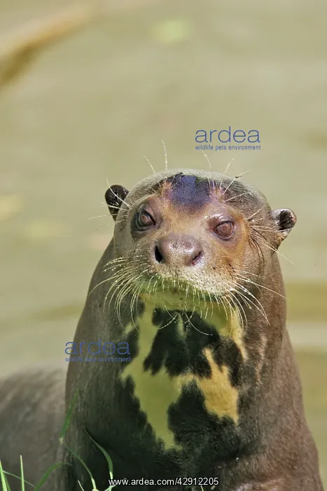 : Giant Otter : Giant Otter