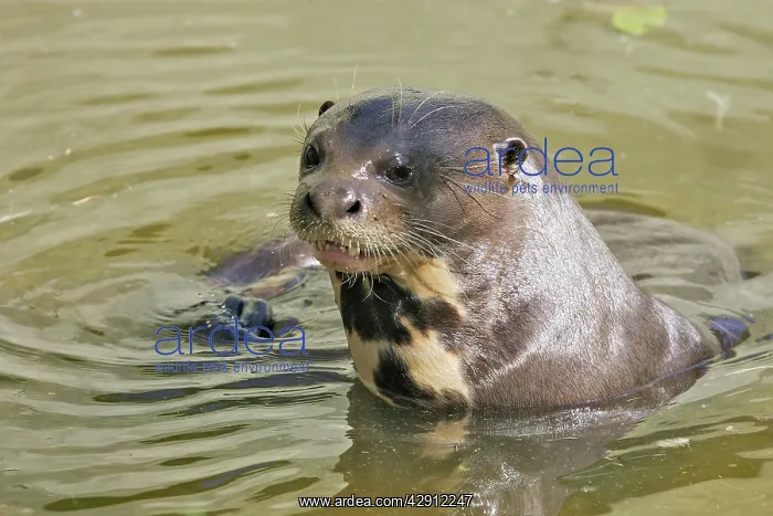 : Giant Otter : Giant Otter