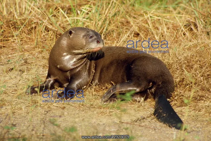 : GIANT OTTER : GIANT OTTER