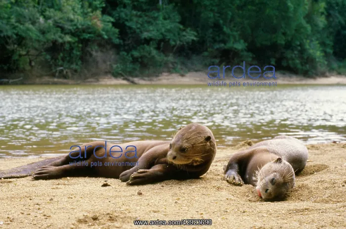 : Giant Otter : Giant Otter