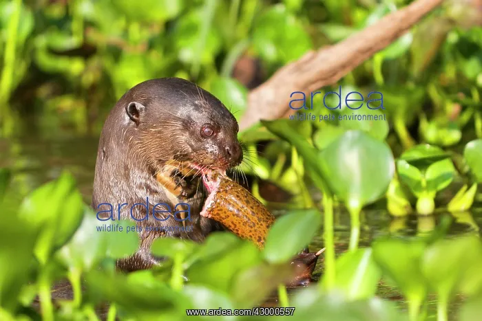 : Giant Otter : Giant Otter
