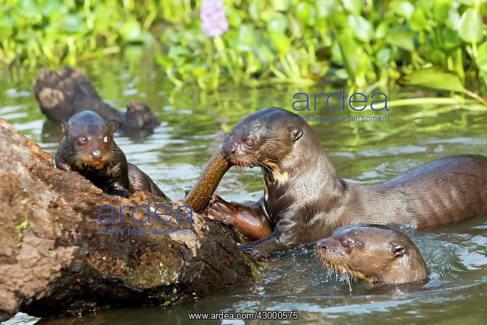 : Giant Otter : Giant Otter