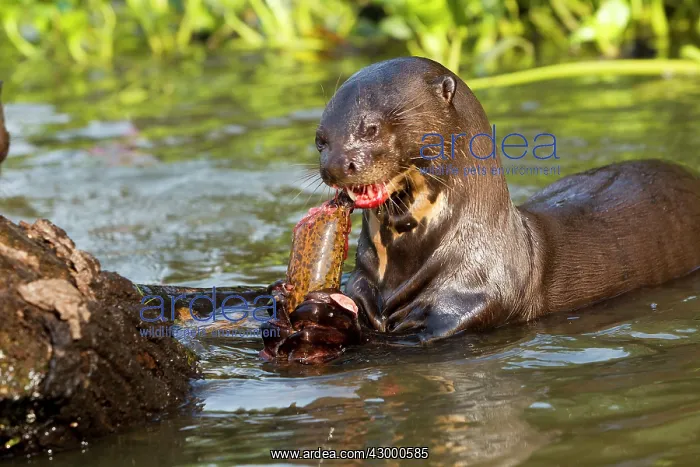: Giant Otter : Giant Otter