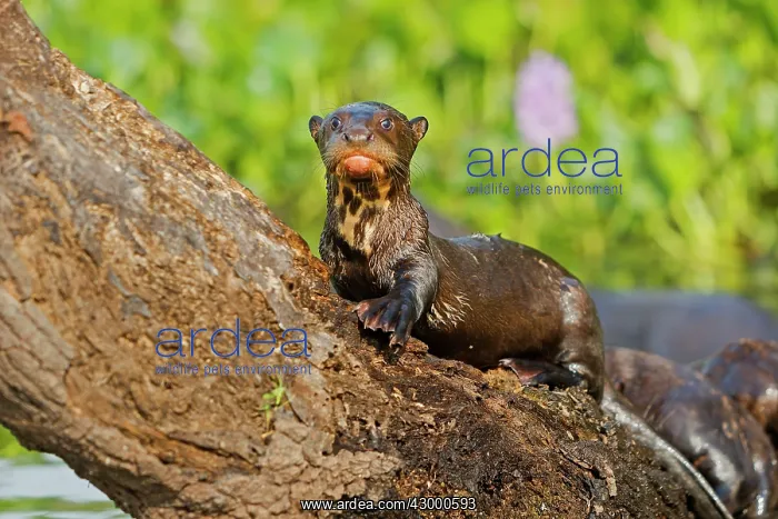 : Giant Otter : Giant Otter