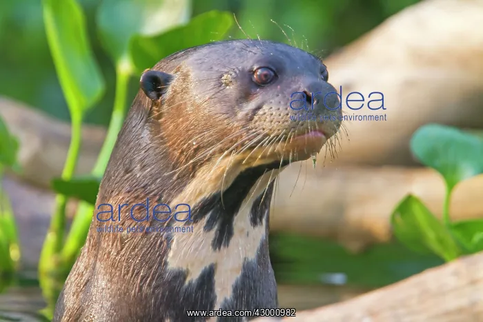 : Giant Otter : Giant Otter