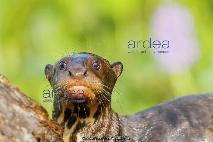 : Giant Otter : Giant Otter