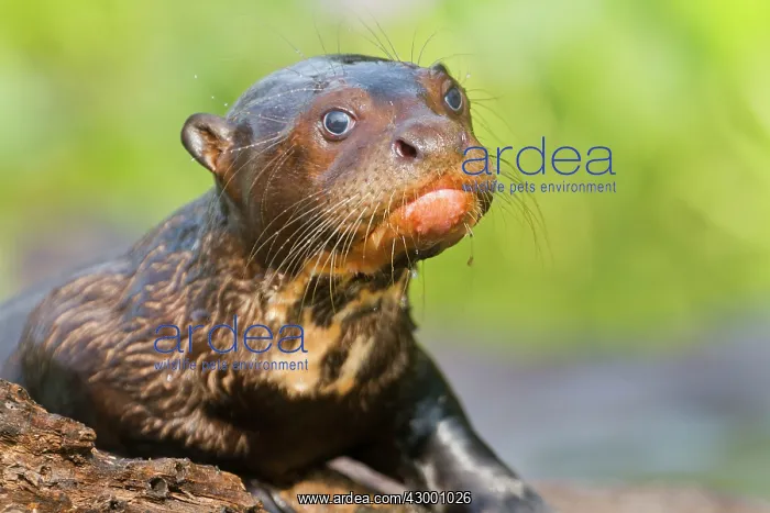 : Giant Otter : Giant Otter
