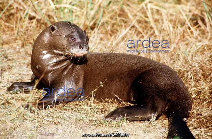: GIANT OTTER : GIANT OTTER