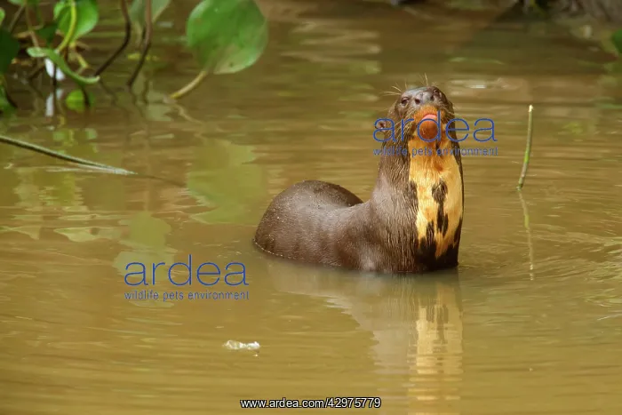 : Giant Otter - adult resting in the shallows of a pond : Giant Otter - adult resting in the shallows of a pond