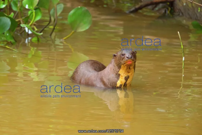 : Giant Otter - adult resting in the shallows of a pond