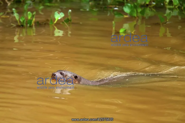 : Giant Otter - adult swimming in a pond foraging for fish : Giant Otter - adult swimming in a pond foraging for fish