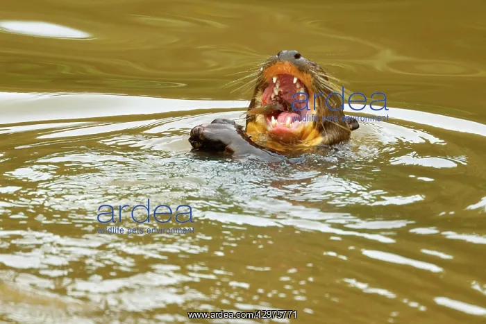: Giant Otter - adult swimming in a pond laying on : Giant Otter - adult swimming in a pond laying on
