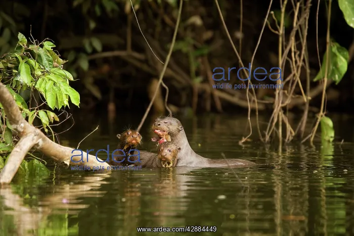 : Giant Otter - adult with two young : Giant Otter - adult with two young