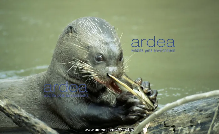 : GIANT OTTER - Eating catfish : GIANT OTTER - Eating catfish