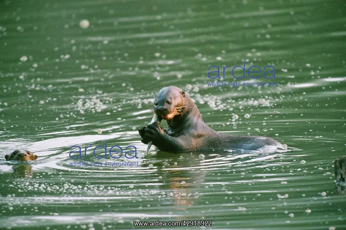 : Giant Otter - eating fish : Giant Otter - eating fish