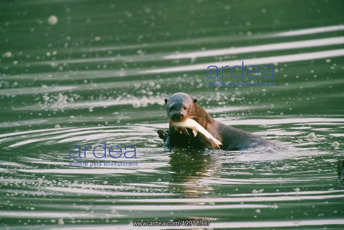 : Giant Otter - eating fish : Giant Otter - eating fish