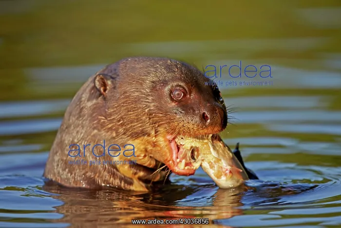 : Giant Otter eating a fish Pantanal area Mato Grosso : Giant Otter eating a fish Pantanal area Mato Grosso