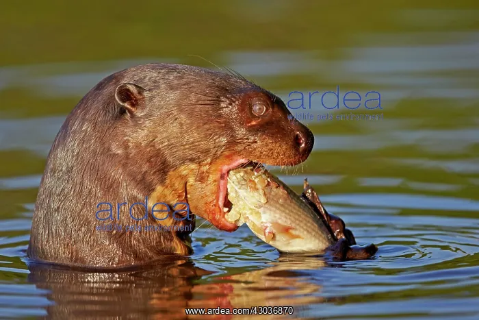 : Giant Otter eating a fish Pantanal area Mato Grosso : Giant Otter eating a fish Pantanal area Mato Grosso