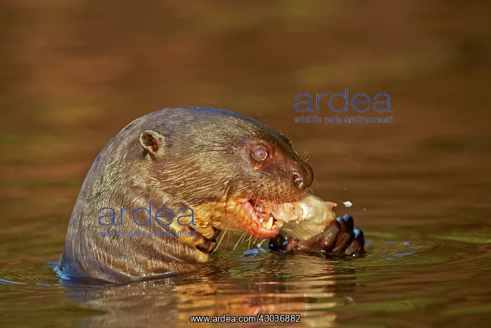 : Giant Otter eating a fish Pantanal area Mato Grosso : Giant Otter eating a fish Pantanal area Mato Grosso