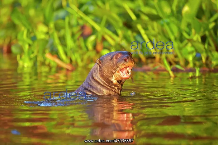 : Giant Otter eating a fish Pantanal area Mato Grosso : Giant Otter eating a fish Pantanal area Mato Grosso
